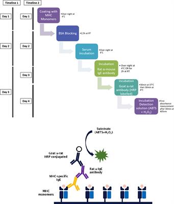 Methods to Detect MHC-Specific IgE in Mice and Men